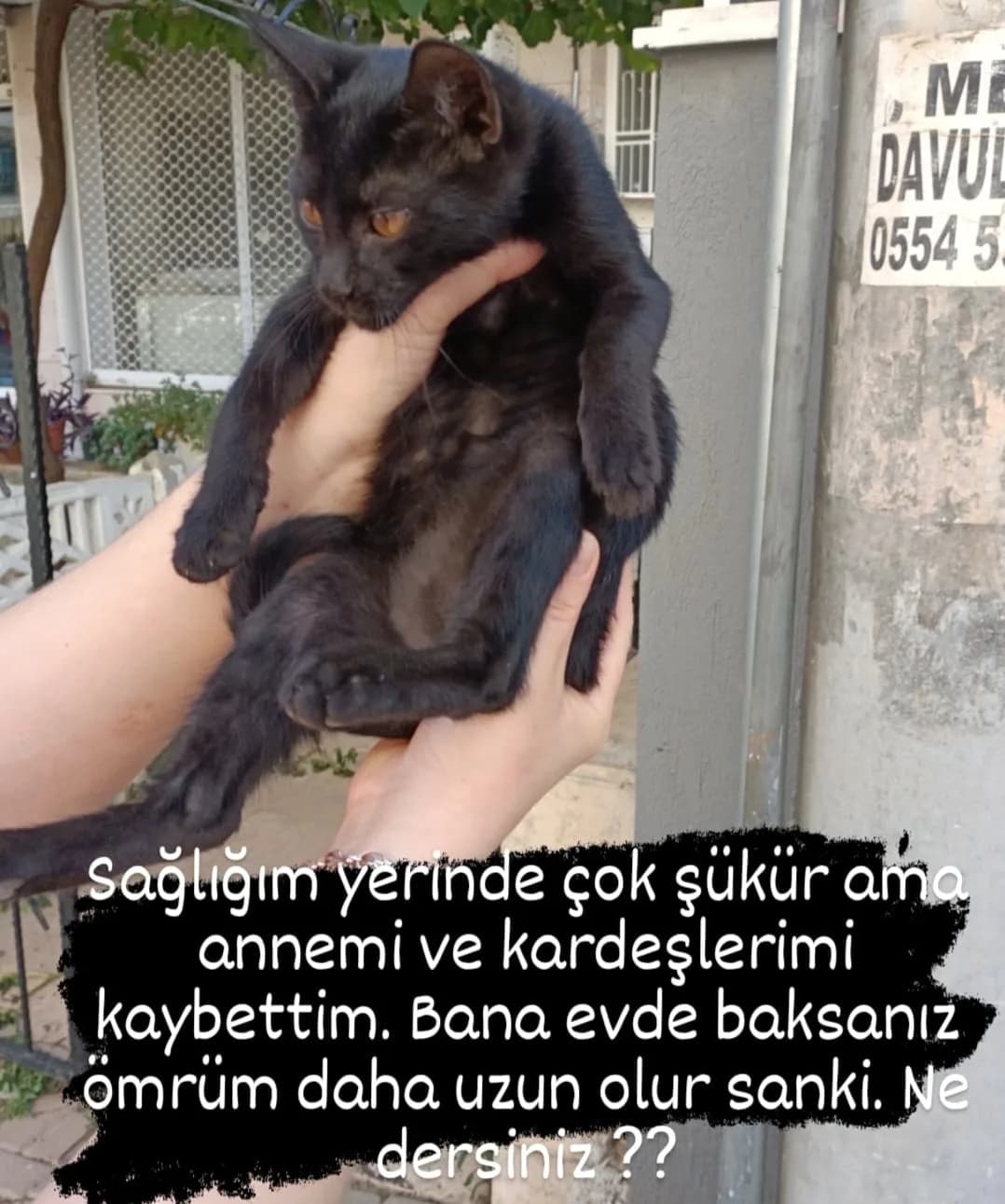 Gece