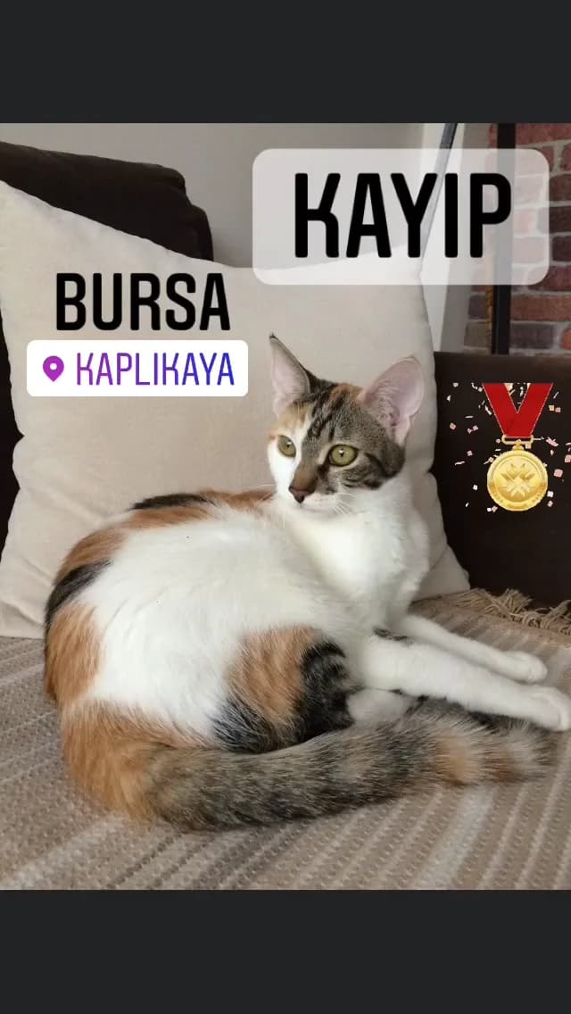 Suzi
