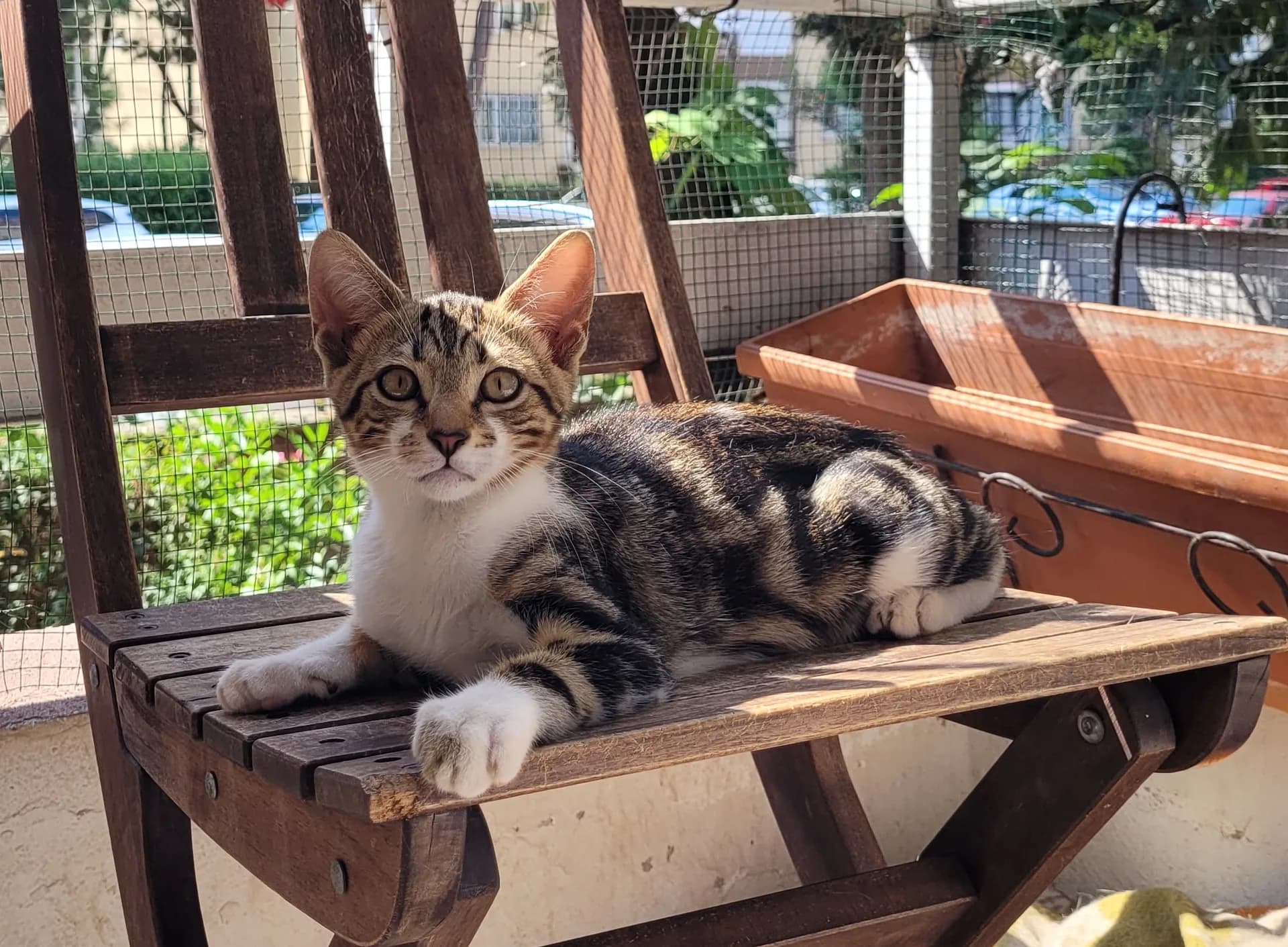 Afacan oğlan