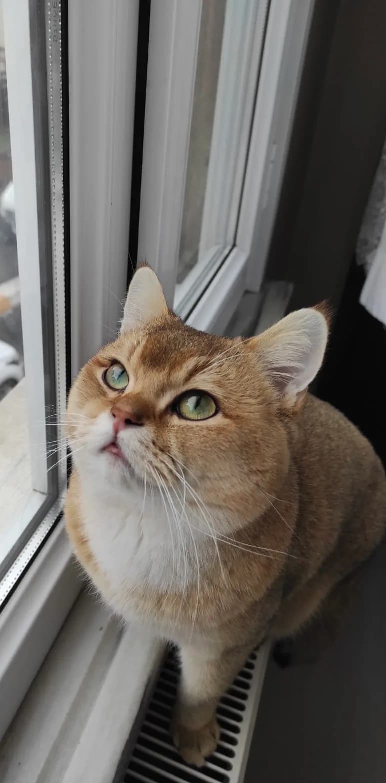 Felix