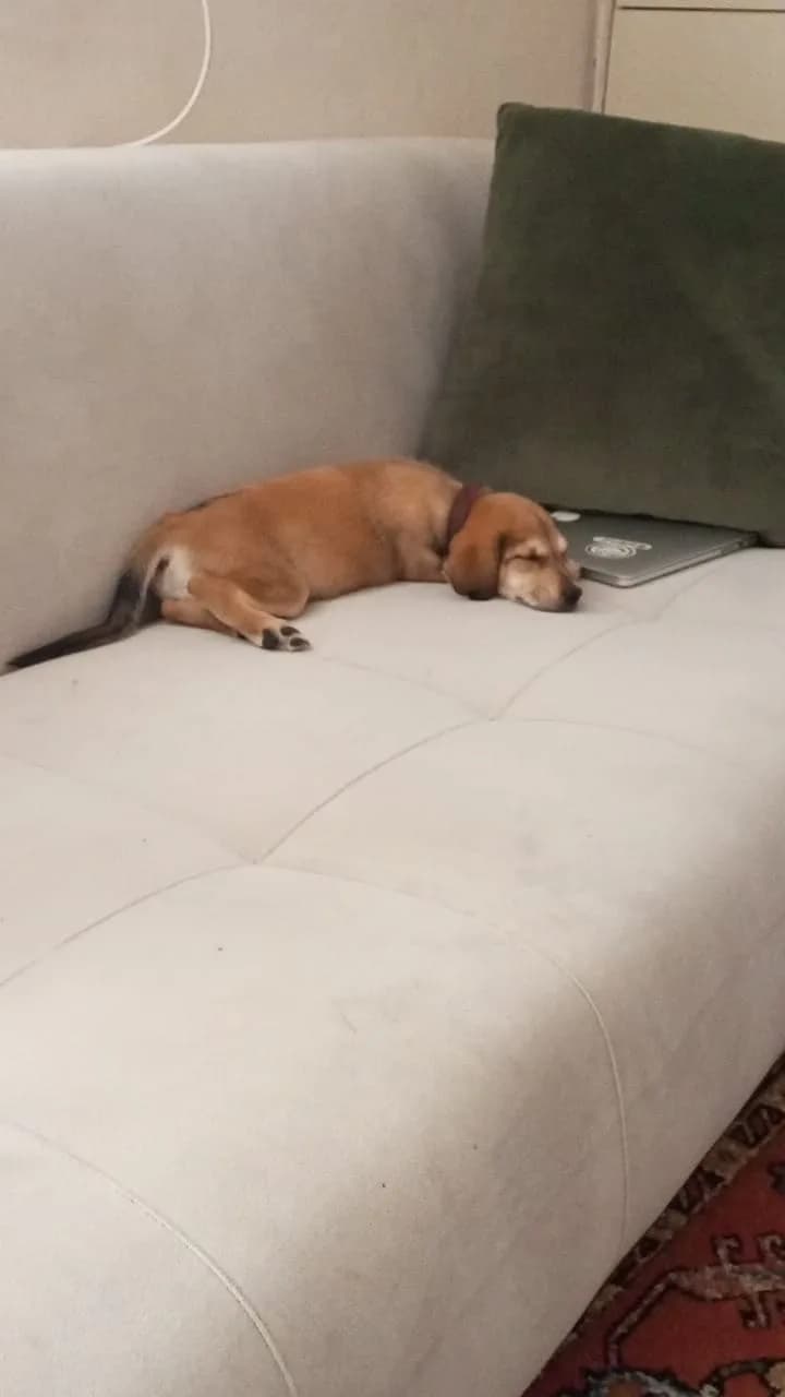 Mira