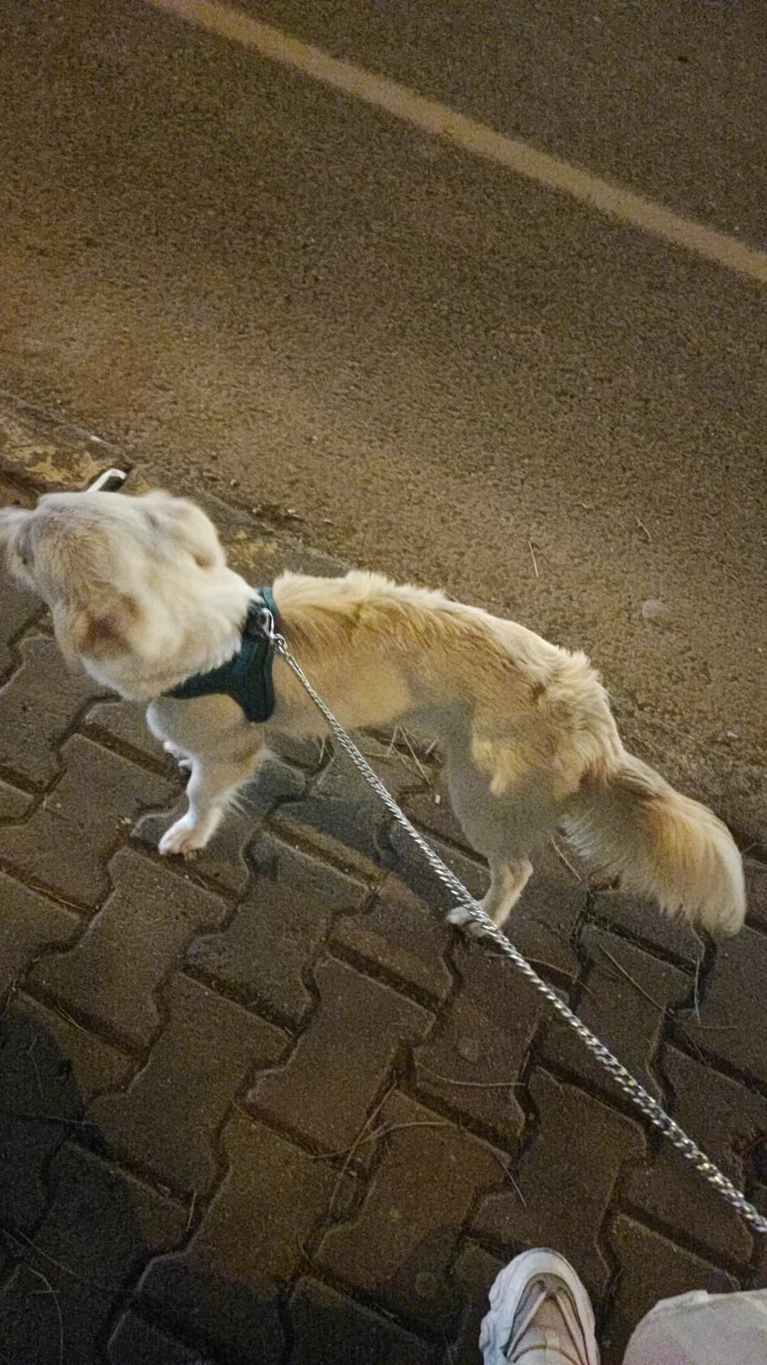 Bal