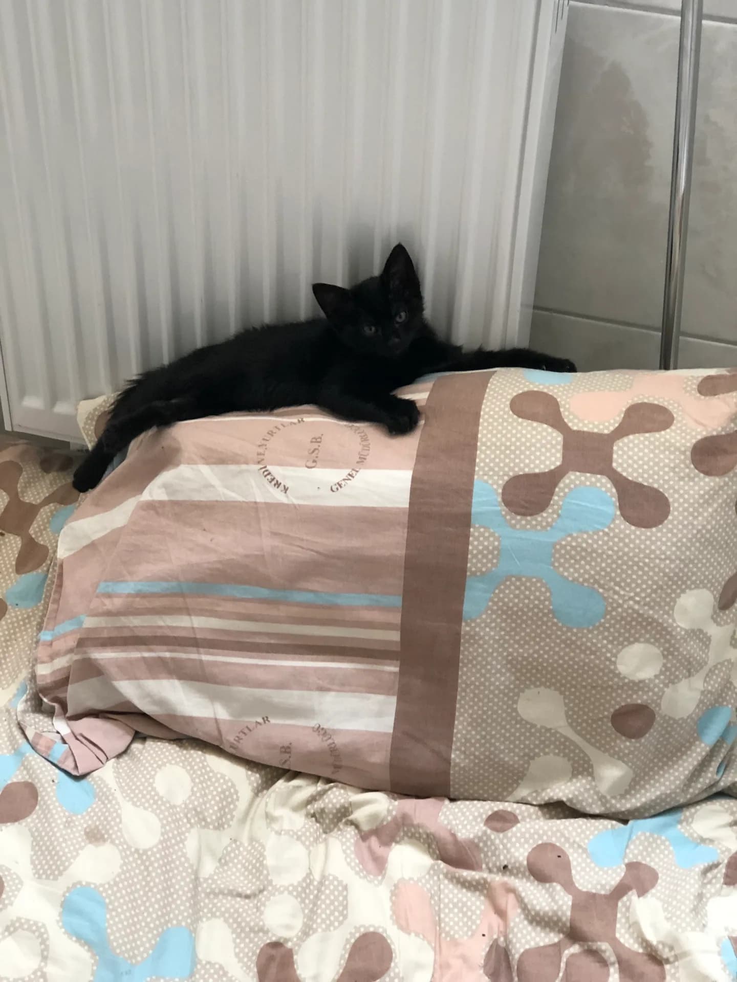 Kedi