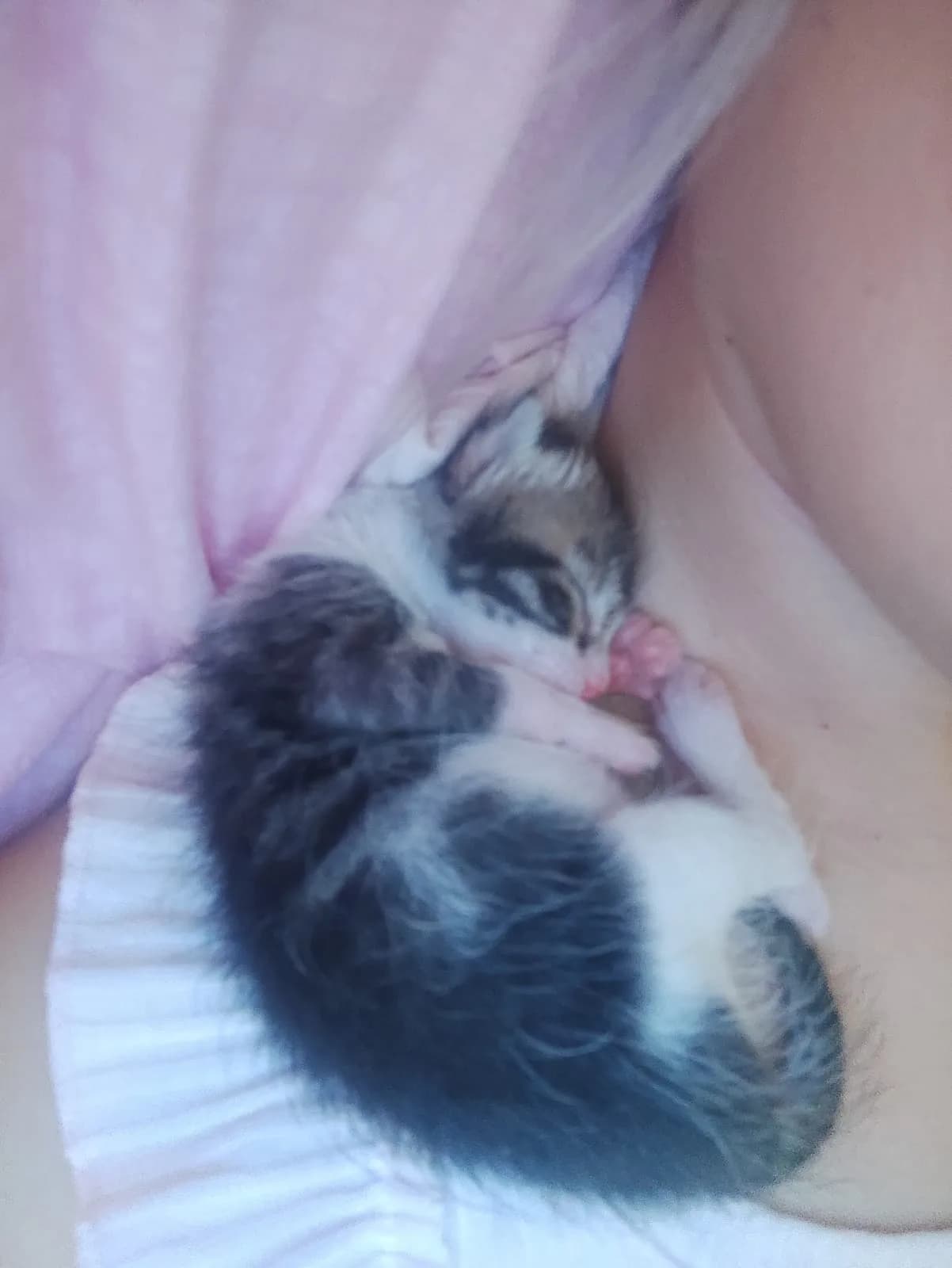 Nova