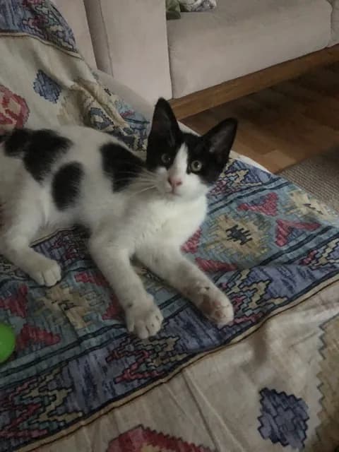 Gatoş