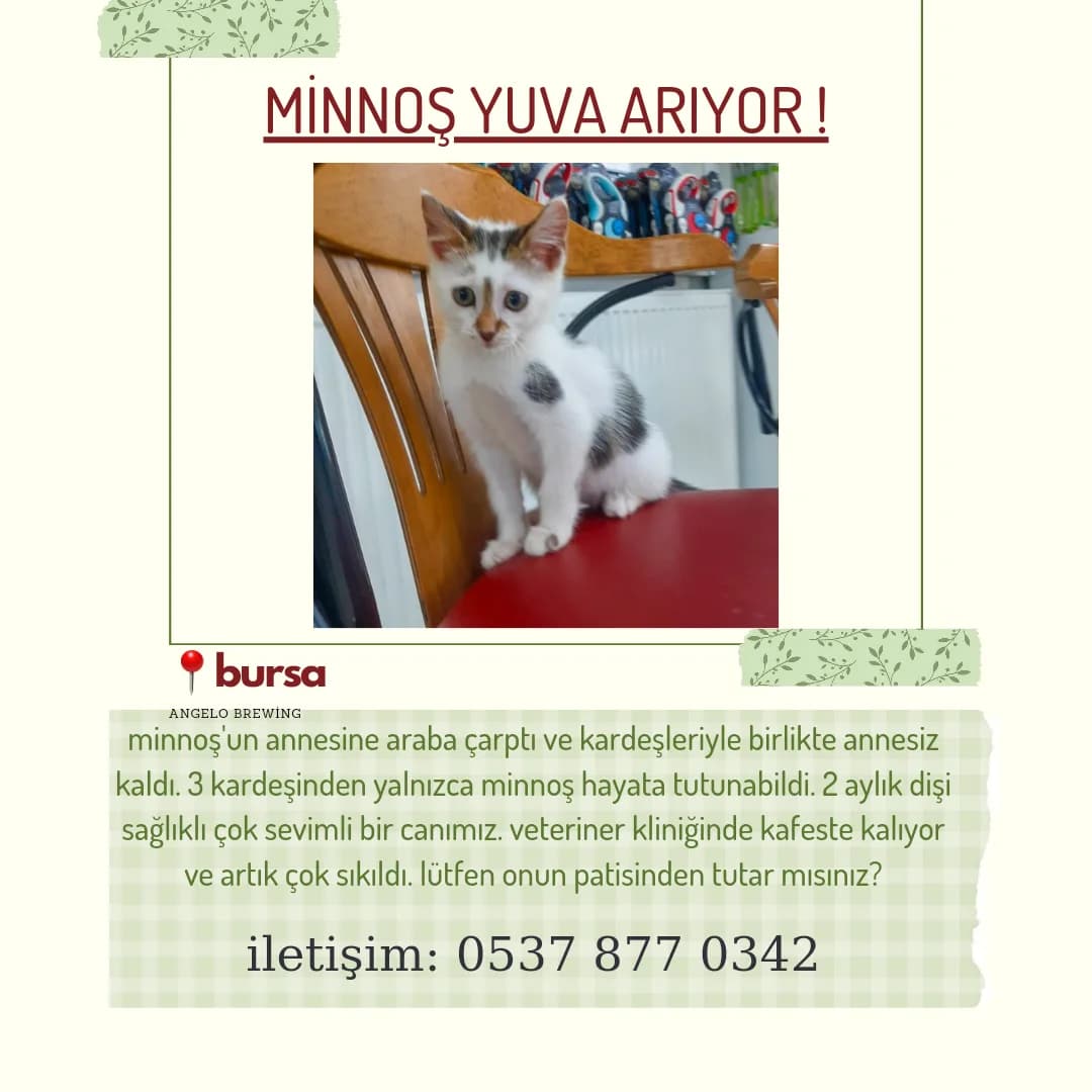 minnoş