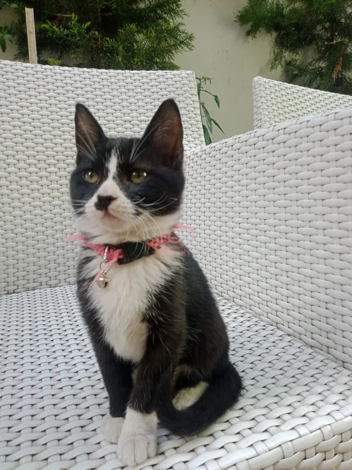 Pelin Özçelik