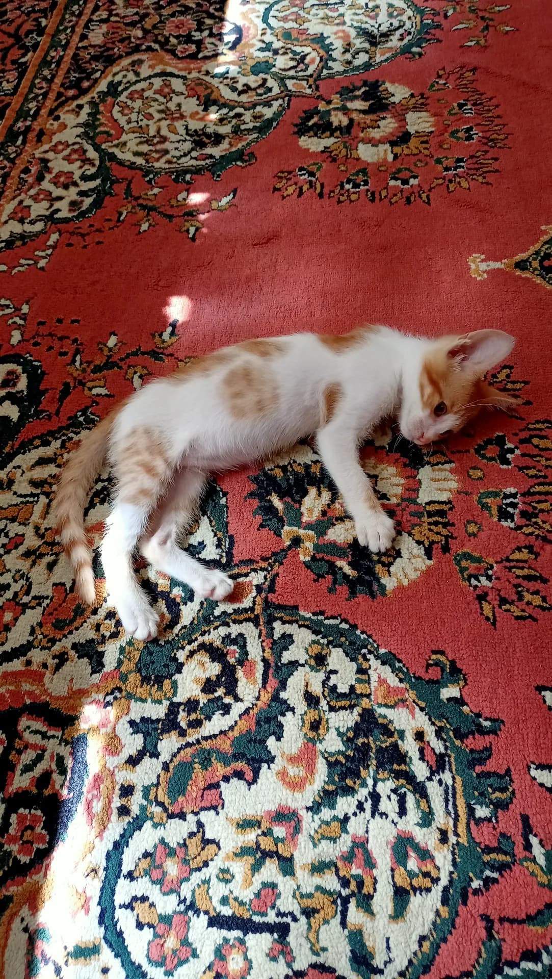 Leo