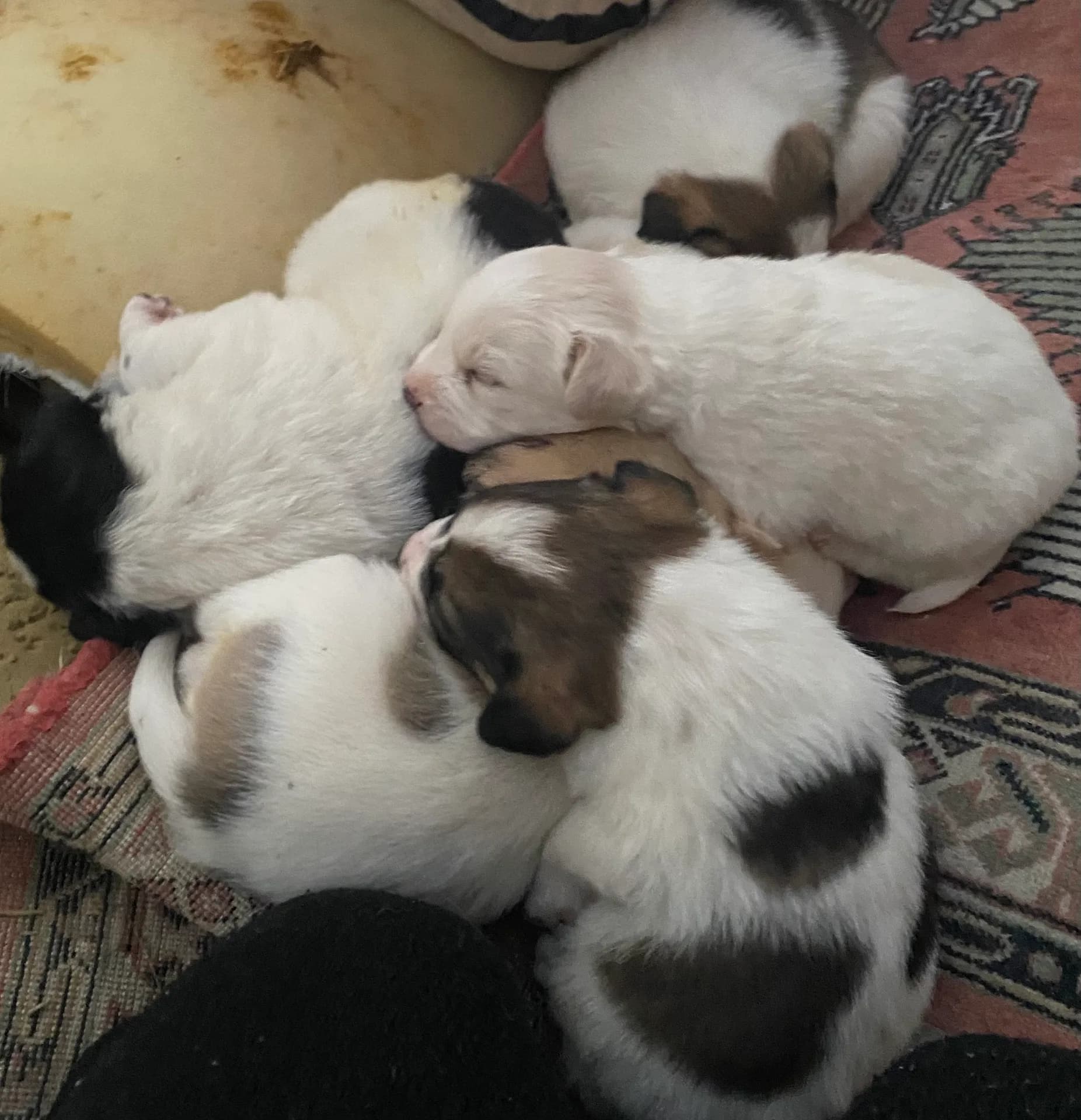 Yavru köpekler