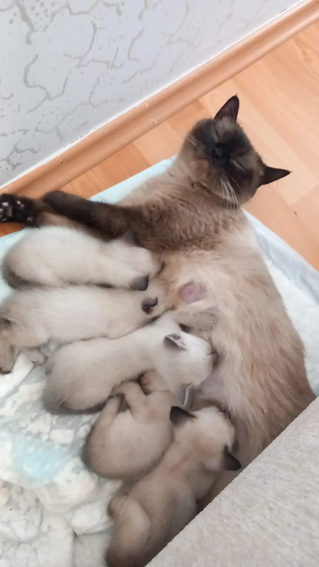 Henüz koymadım