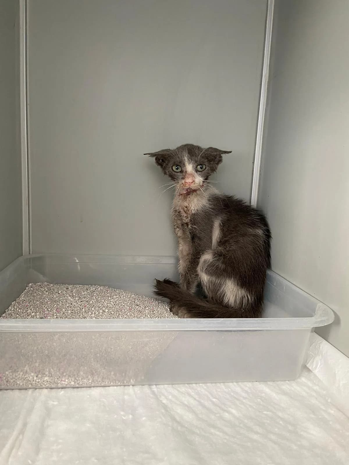 Kedi