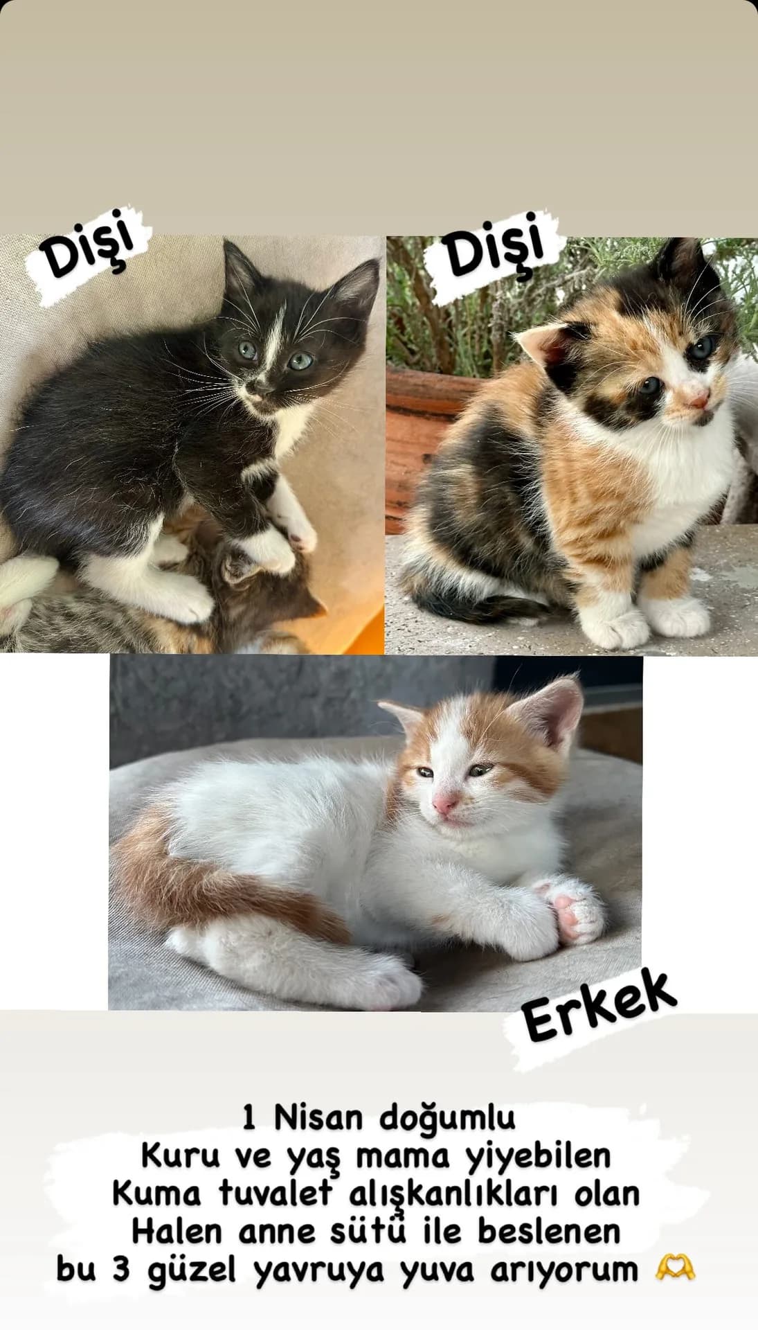 Smokin, calico ve sarman