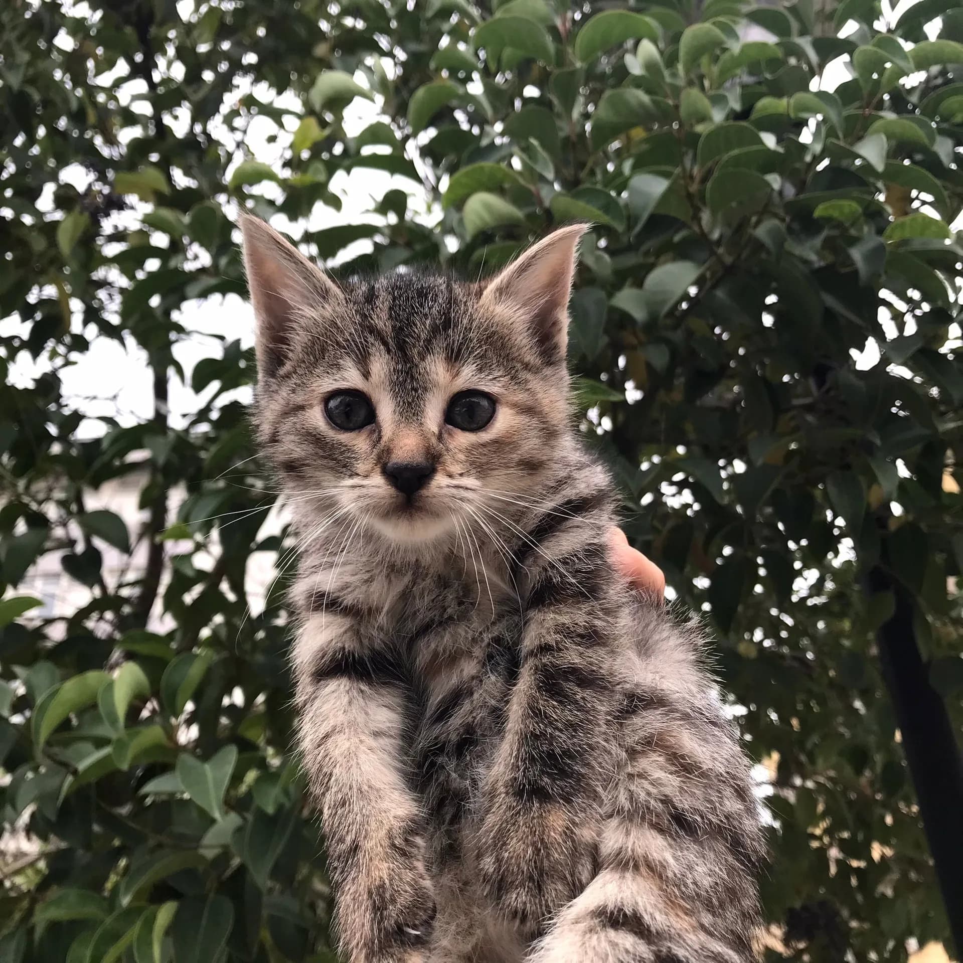 bıcır