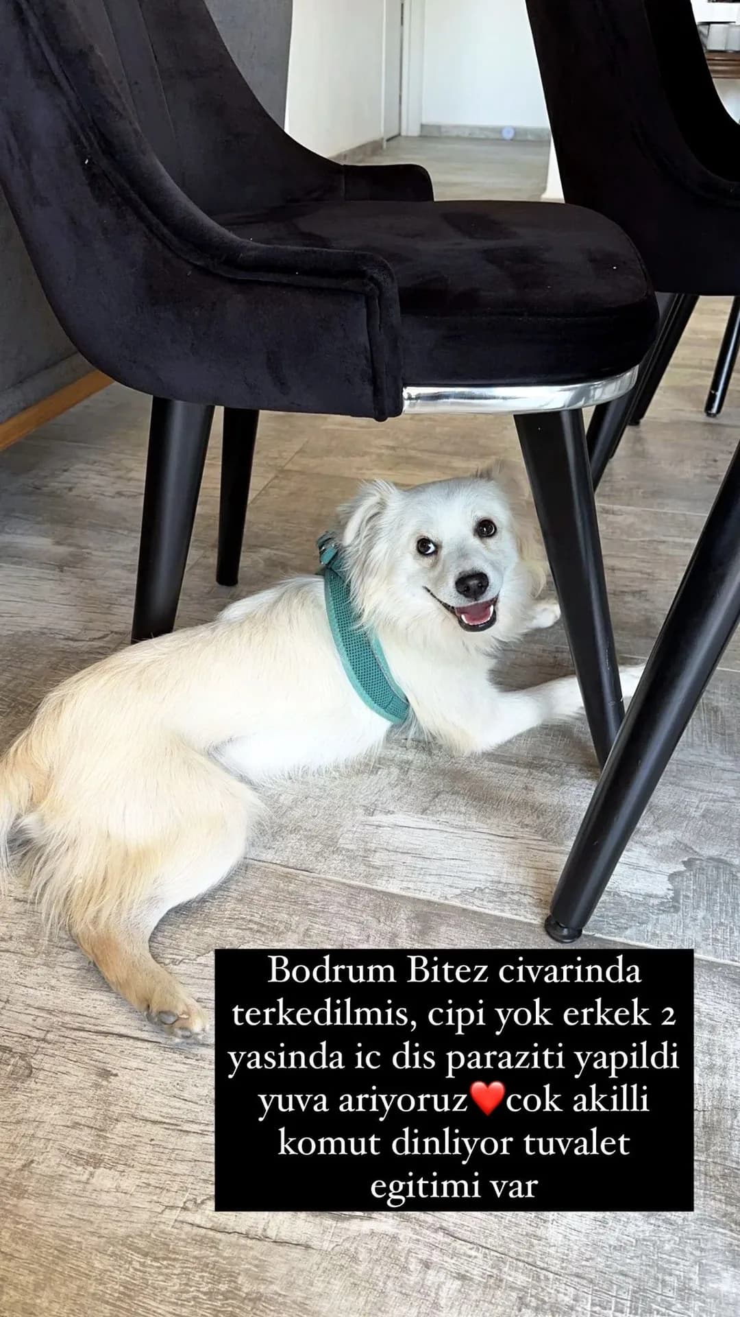 marcel