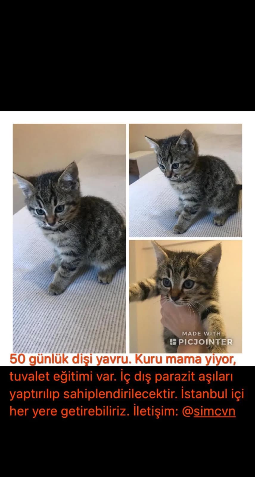 Tekir
