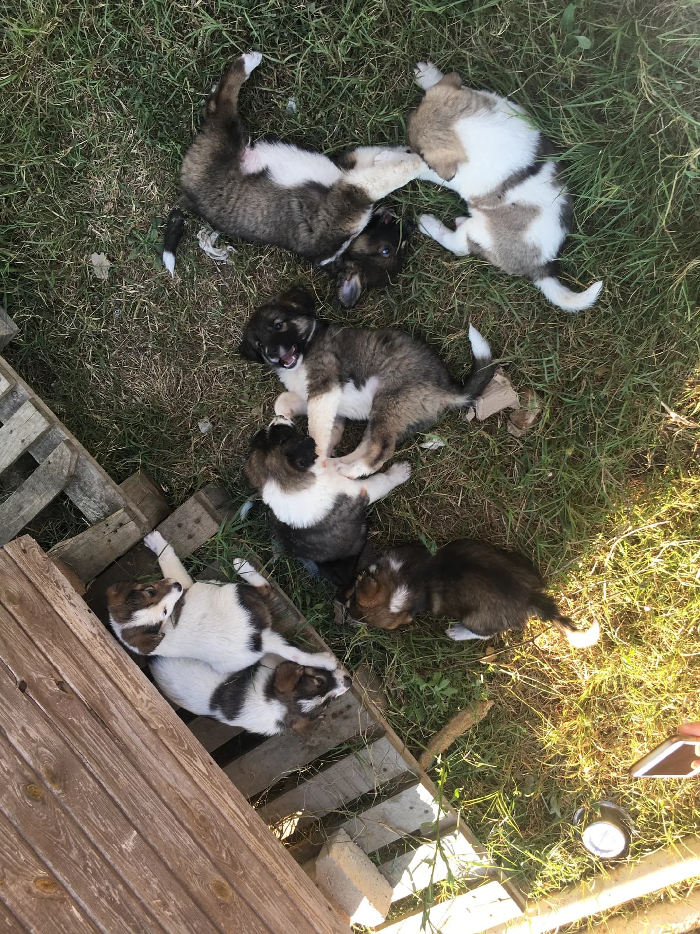 Yavru köpek