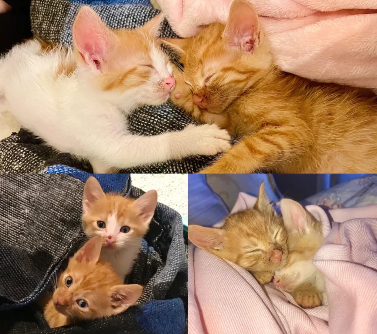Biz bu sevimli ikiliye Edi’yle Büdü ismini düşündük😻 Yeni yuvasında değiştirilmek istenirse yeni isimlerini bekliyorlar🥰
