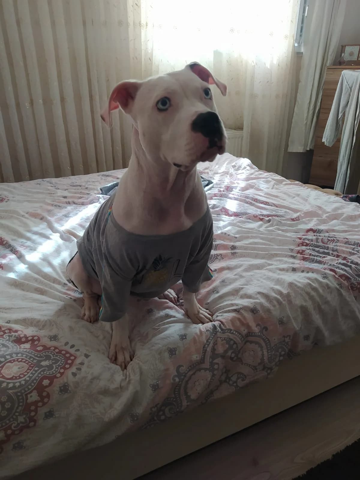 Jessie
