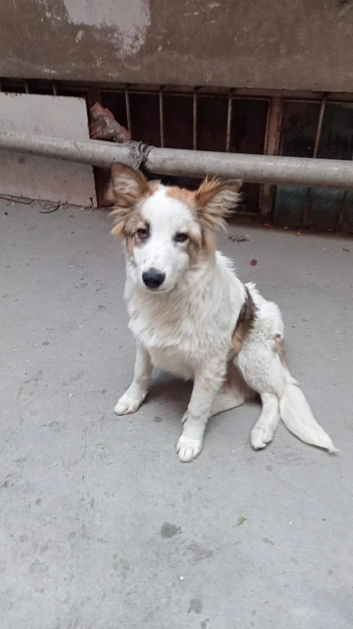 Sahiplenecek ailesi isim versin istiyorum